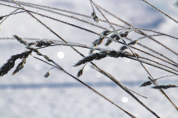 Dry grass under the snow. Winter, snow, Christmas or New Year. Abstract background, soft focus