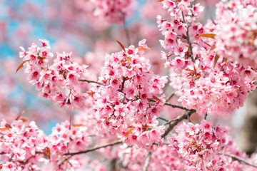 Wild Himalayan Cherry Blossoms in spring season (Prunus cerasoides), Sakura in Thailand, selective focus, Phu Lom Lo, Loei, Thailand.