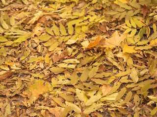 Fallen yellow leaves on the ground of autumn forest, close up view. Fall foliage in autumn wood. Colorful foliage background. Pattern of fallen leaves. Blurred background. Selective soft focus