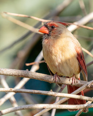 Female Northern Cardinal