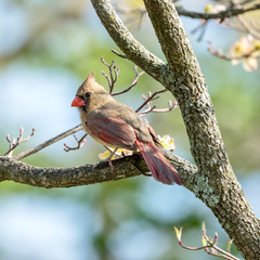Female Northern Cardinal