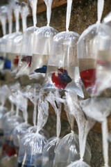 Different fishes for aquarium in plastic bags displayed for selling