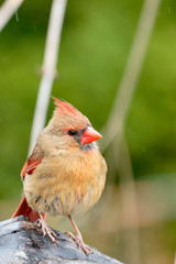 Female Northern Cardinal