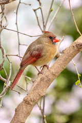 Female Northern Cardinal