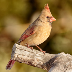 Female Northern Cardinal