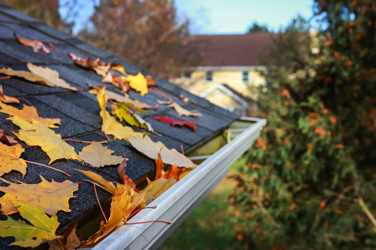 Fototapeta Autumn leaves in a rain gutter on a roof, Shallow focus in foreground