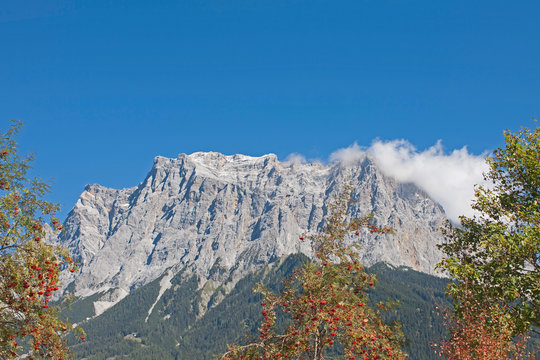 Ebereschenbaum mit Zugspitze
