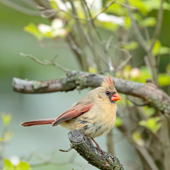 Female Northern Cardinal