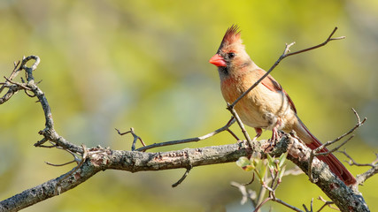 Female Northern Cardinal