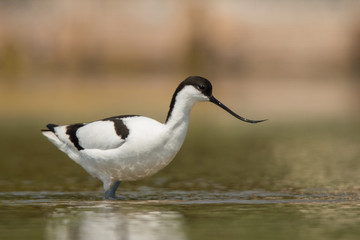 Pied Avocet (Recurvirostra avosetta)
