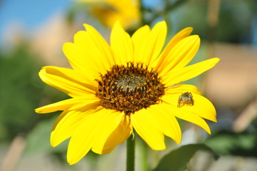 Closeup of sunflower with a small jumping spider