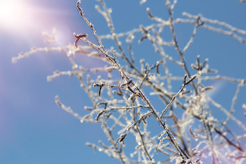 Ice crystals on the branches and leaves against the blue sky. Winter, snow, Christmas or New Year. Abstract background, soft focus