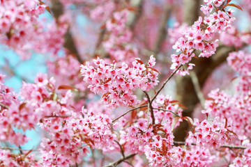 Wild Himalayan Cherry Blossoms in spring season (Prunus cerasoides), Sakura in Thailand, selective focus, Phu Lom Lo, Loei, Thailand.
