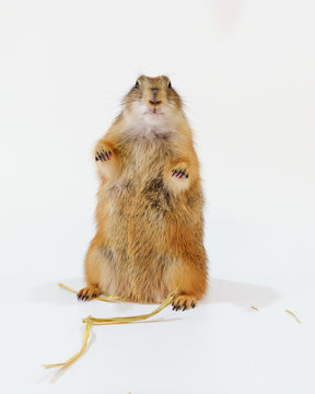 Cute black tailed prairie dog standing on white background.