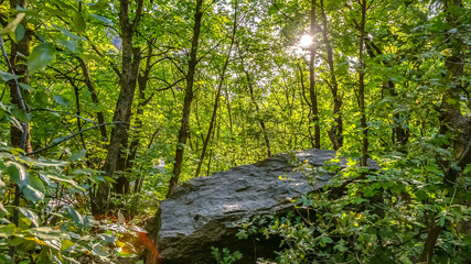 Huge rock amid trees in the forest in Provo Utah