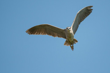 Black-crowned Night-Heron / Nycticorax nycticorax
