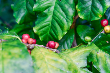 Coffee bean on tree
