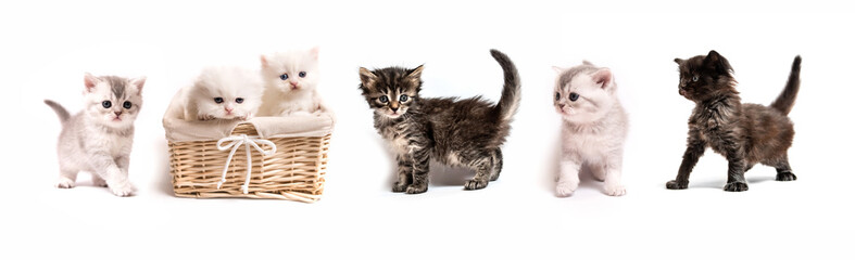 Fototapeta na wymiar Set of little kittens