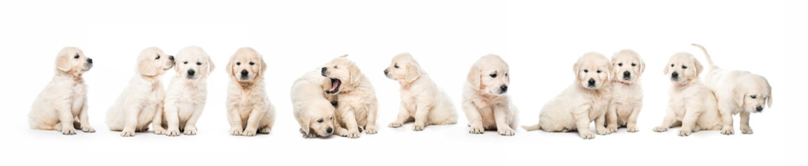 Serial of golden retriever puppies isolated