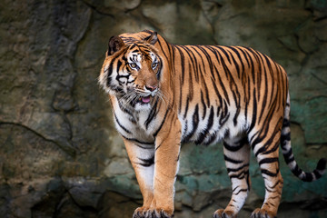 Fototapeta na wymiar Portrait of tiger.