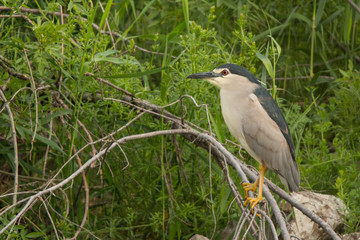 Black-crowned Night-Heron / Nycticorax nycticorax
