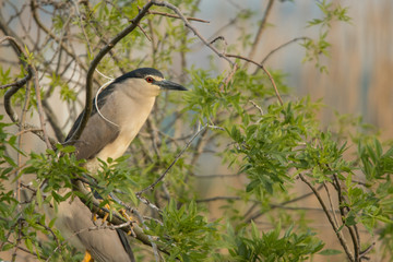 Black-crowned Night-Heron / Nycticorax nycticorax