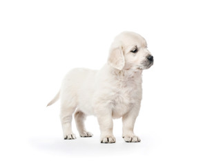 Golden retriever puppy standing isolated