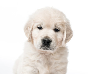 Closeup of golden retriever puppy isolated