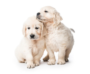 Two golden retriever puppies together isolated