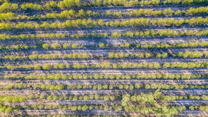 Eucalyptus forest from the top