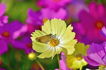 コスモスの蜜を吸うセセリチョウ