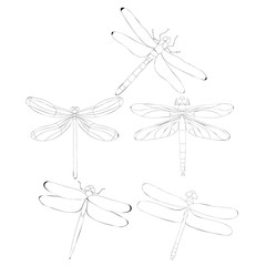 isolated, dragonfly sketch set, insects
