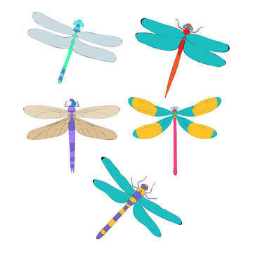 set of dragonflies, insects, on white background
