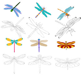 vector, isolated, set, coloring book of a flying dragonfly
