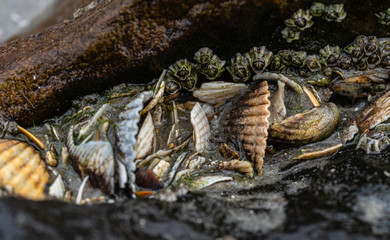 Muschelbruchstücke