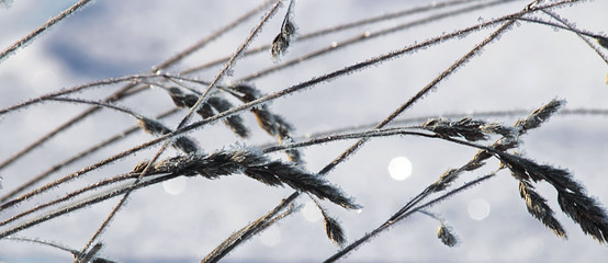 Dry grass under the snow, drifts. Winter, snow, Christmas or New Year. Abstract background, soft focus. Banner