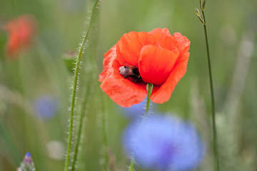 Biene in einer Mohnblume