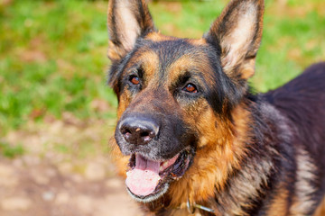 Muzzle and eyes of Dog German Shepherd outdoors in a summer