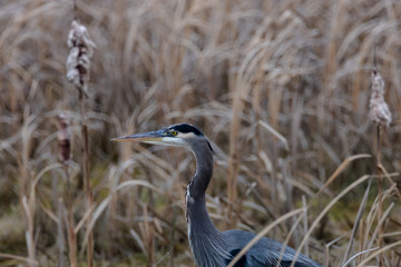 Great Blue Heron