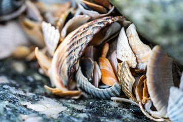 Muschelbruchstücke