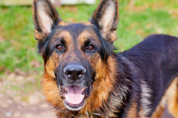 Muzzle and eyes of Dog German Shepherd outdoors in a summer
