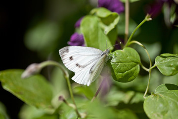 Kohlweißling an Clematispflanze © kreativtraum