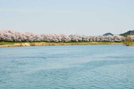 白石川と一目千本桜