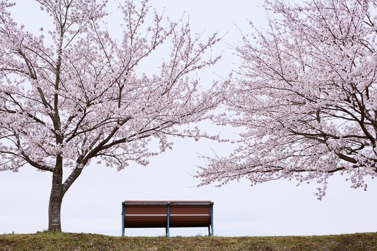 Bench between blooming cherry trees