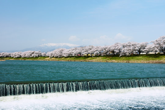 白石川と一目千本桜と蔵王