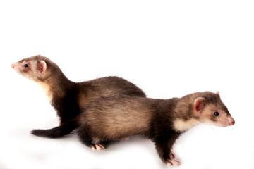 furets sur fond blanc