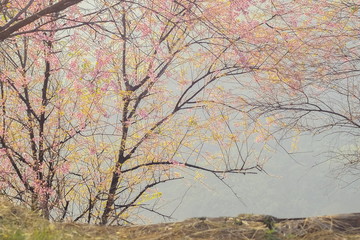 Beautiful pink flower Wild Himalayan (Prunus cerasoides) or Thai Sakura cherry blossoms blooming on tree branches in winter with blue sky background, Doi Mae Salong ,Chiang Rai, northern of Thailand.