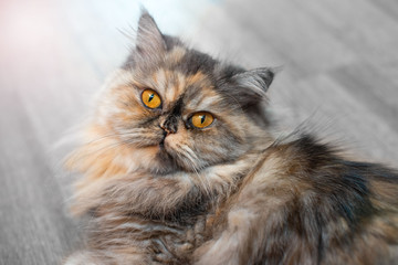 Fluffy colorful Persian cat on wooden background Beautiful home long-haired young cat