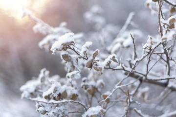 Snow-covered tree branch background