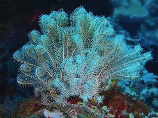 Crinoid